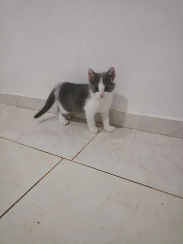 Doação de gatos 