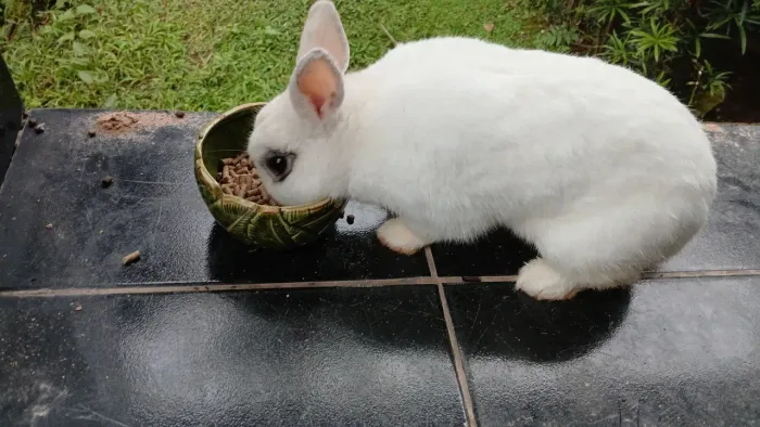 Coelho macho com gaiola