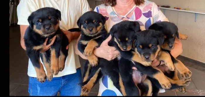 Filhote de rottweiler 