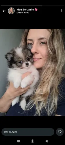 Rond. - Filhotinhos de Lulu da Pomerânia - Spitz Alemão - PEDIGREE E GARANTIA