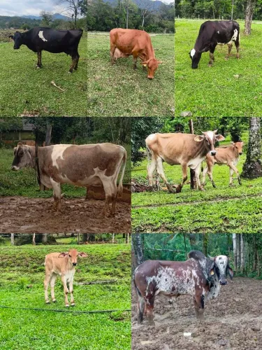Vendo lote .<br>2 novilhas. <br>1 novilha recém parida. <br>1 touro gil. <br>8 vacas.