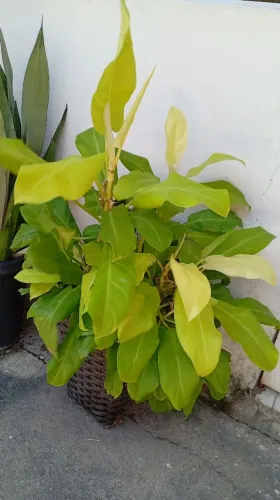 Planta ornamenta
