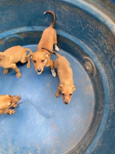 Cachorrinho filhote para adoção
