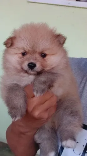 Lulu da Pomerânia 