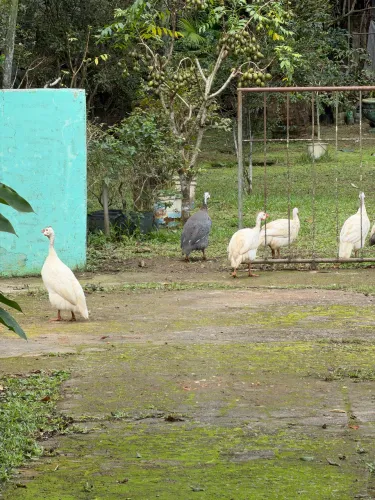 Galinha da Angola branca