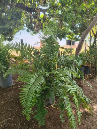 Plantas para embelezar seu jardim