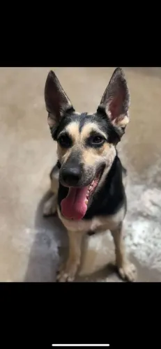 Cachorro pra adoção pastor alemão