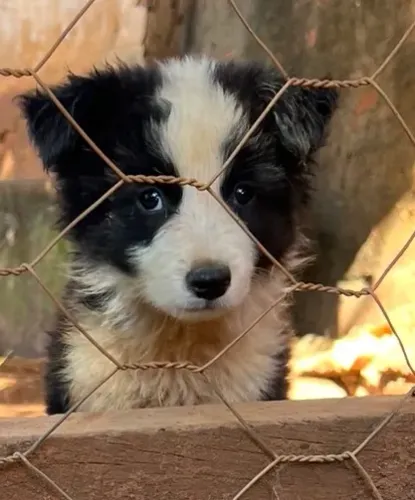 Border Collie macho c/ pedigree