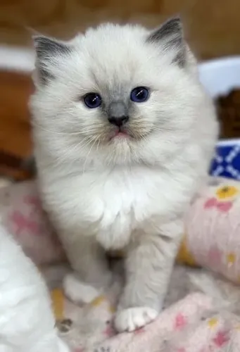 Nenis Ragdoll disponíveis para entrega