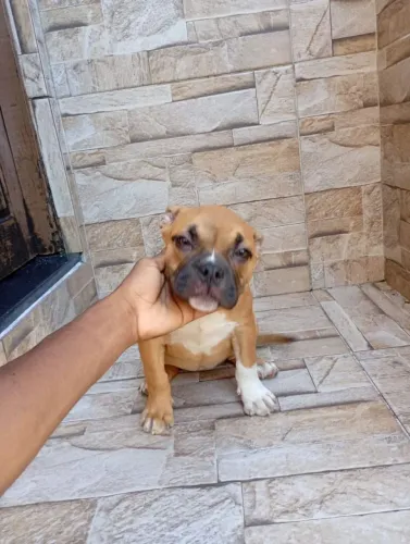 American Bully