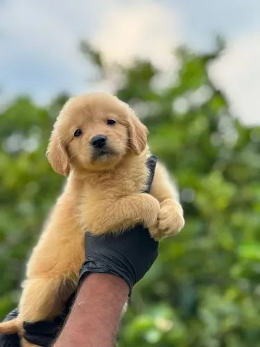 Golden Retriever - Seu pet dos sonhos.