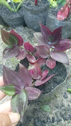 Plantas medicinais