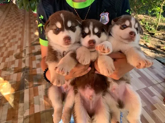 Husky Siberiano,Husky Siberiano Filhote Vacinado e Vermifugado