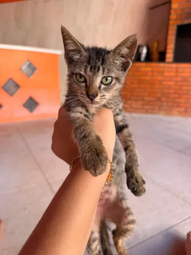 Gatinho 