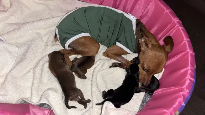 Pinscher 01