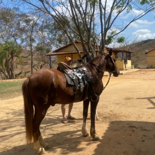 Cavalo