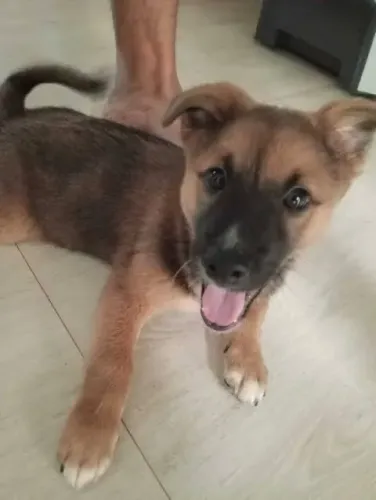 Doce três cachorrinhos