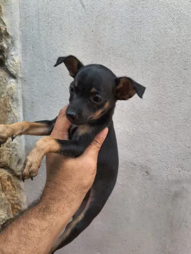 Pinscher unissex