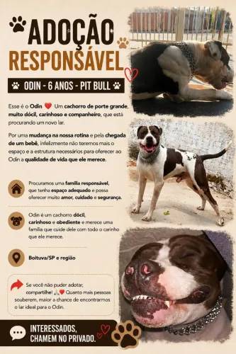 Doação - Pit bull dócil 6 anos