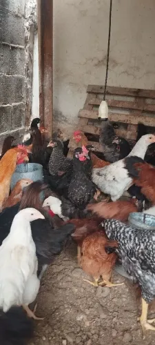 Lote de frangas poedeiras