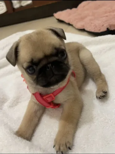 Pug Filhote com características que merecem destaque