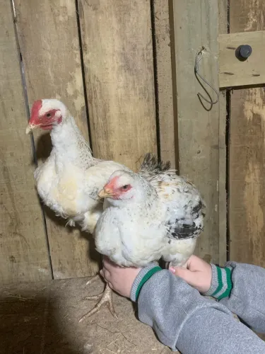 2 frangas e 1 frango