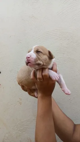 Filhotes Pitbull 