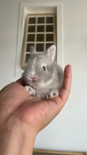 Filhote de coelho anão com mini lion 