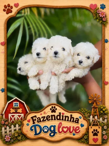 Filhotes de poodles machos e fêmeas