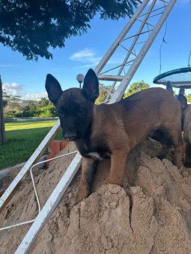 Vendo filhote de Pastor Belga Malinois 
