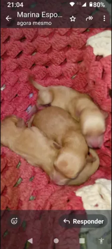 Disponível cachorro pincher macho 