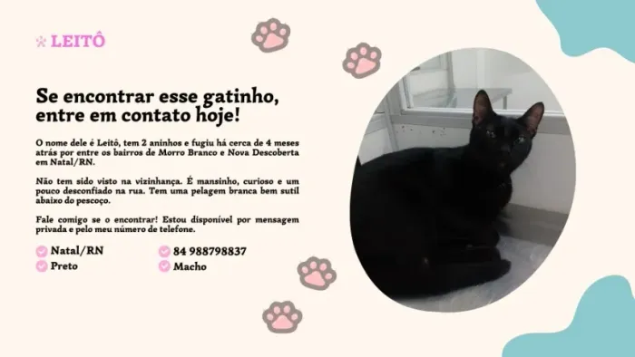 Você viu esse gatinho? Fale comigo se o encontrar!
