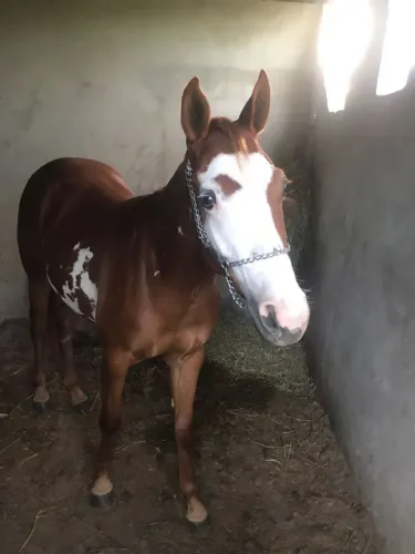 Potra Paint horse