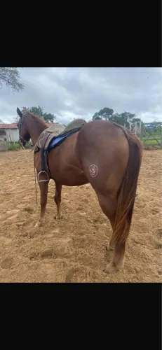 Potro QM puro