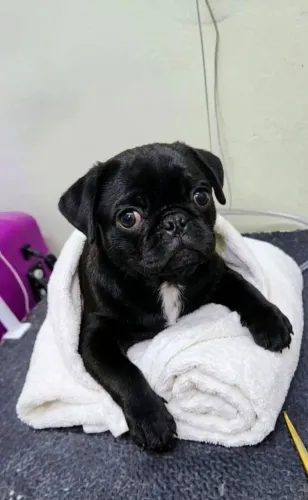 Filhote de Pug macho 