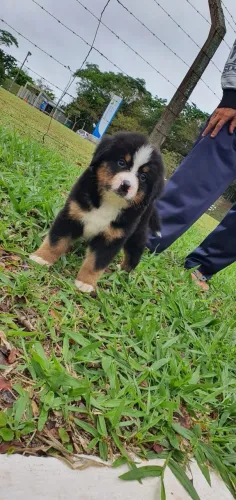 Filhotes de Boiadeiro Bernês ? Lindos, Grandes e Muito Dóceis