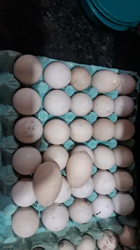 Ovos de pata 