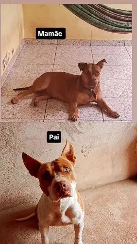 Pitbul com 1 mes de vida vermifugados e vacinado