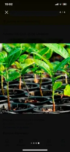 Tubetes para plantas