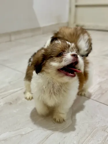 Lindos Filhotes de Shih Tzu (Macho e Fêmea) - Prontos para Venda!