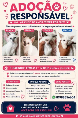 Gatinhos para doação 