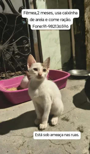 Gatos para adoção responsável 