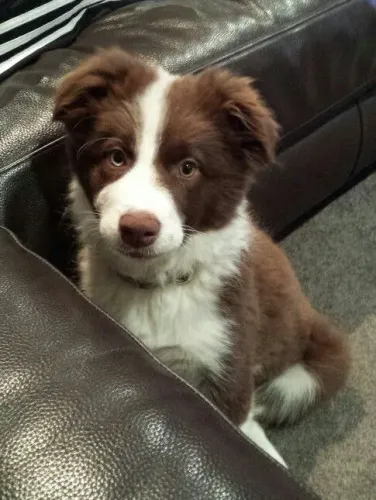 Border collie amor,inteligência e companhia