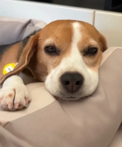 Filhotes de Beagle | Filhote pronto para receber muito amor.