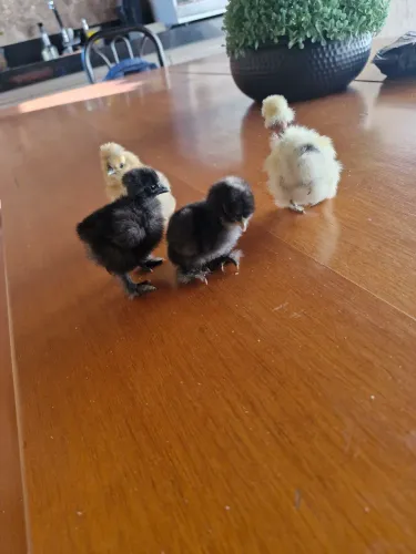 Pintinhos de sedosa