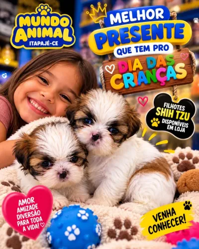 Lindos filhotes de shih-tzu