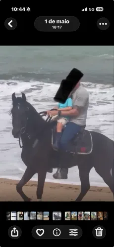 Cavalo Mangalarga Marchador 