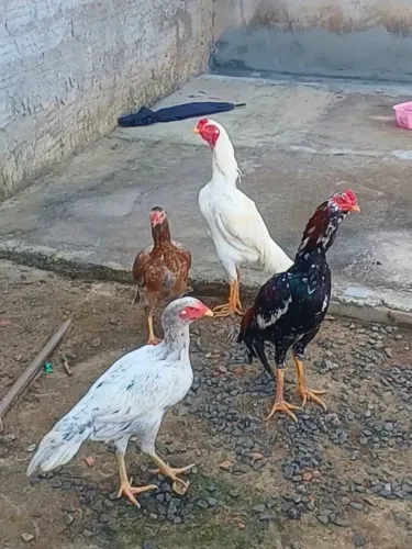 Vendo galo indio mura