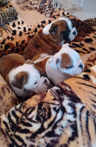 Seu Bulldog Inglês Está Aqui ?