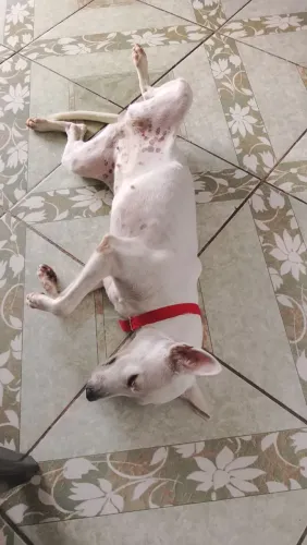 Doa-se cachorra lua